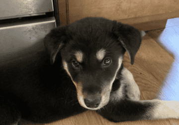 Husky/lab puppy
