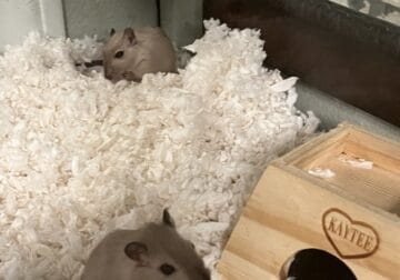 2 gerbils, sisters, 6 months old and accessories