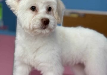 Adorable cream miniature poodle available