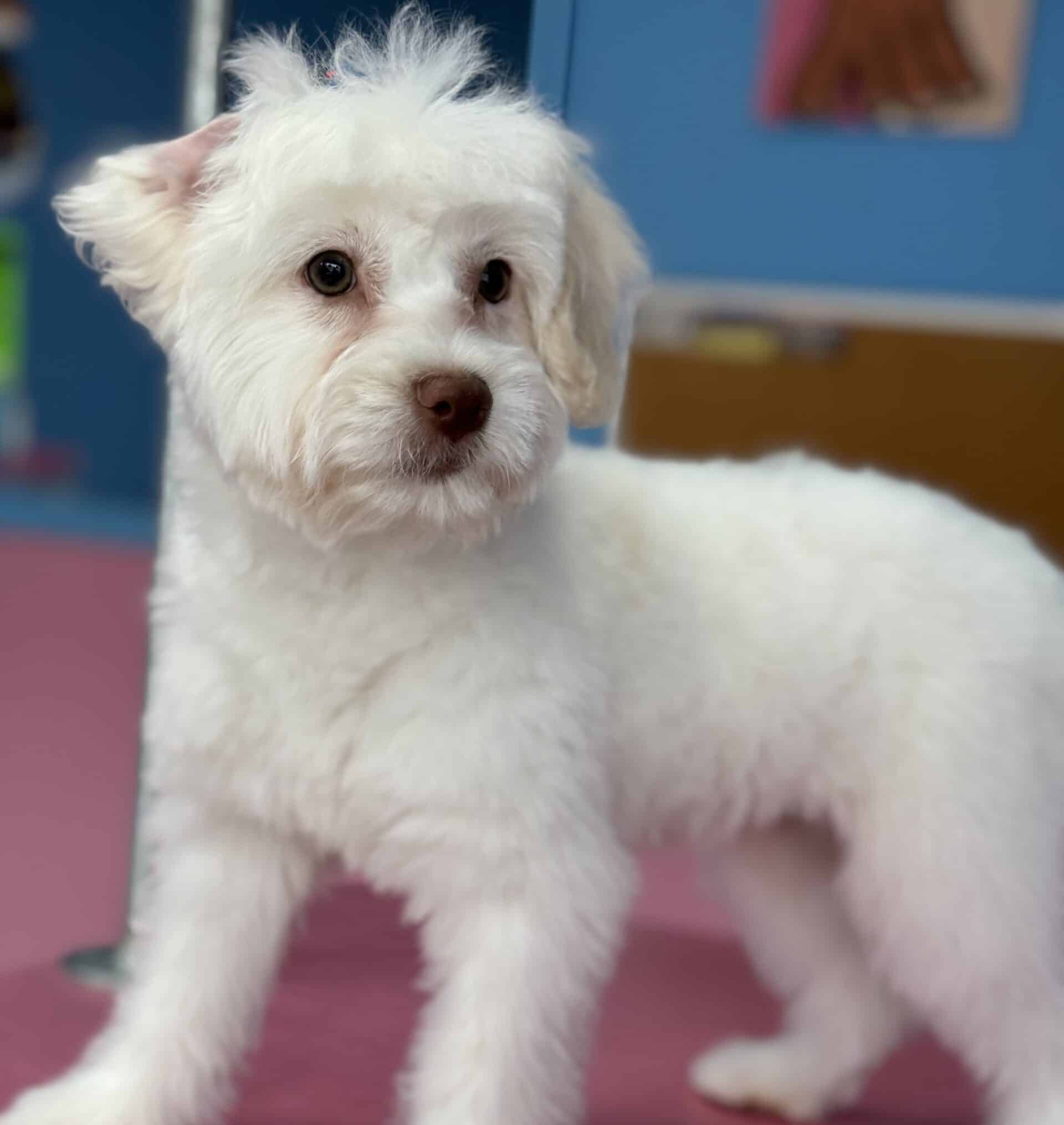 Adorable cream miniature poodle available