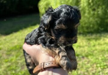 Male Yorkipoo Puppy For Sale – Bruno