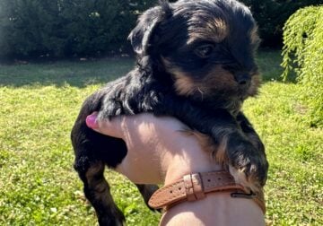 MALE YORKIPOO PUPPY FOR SALE – REMI