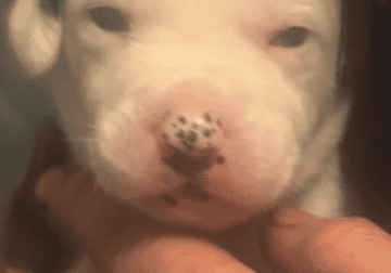Pitbull-Dalmatian Puppies