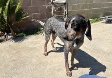 1 year old blue tick coon hound male
