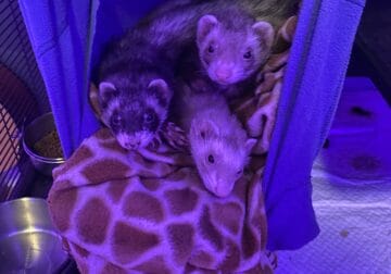 Three ferrets for rehoming