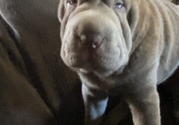 Sharpei pups in Washington state for sale!!!!