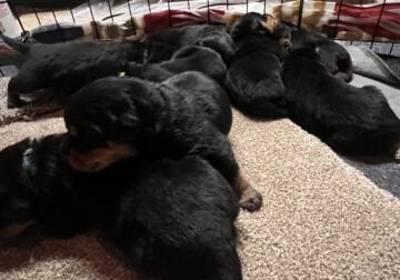 Reserve Your Rottweiler Puppy Today!”