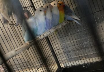 Love Birds and parakeets
