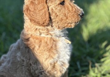 Golden Doodle Puppies ready to go Home 4/10