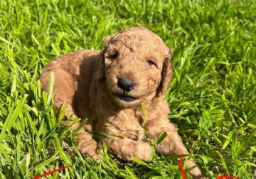 Adorable Goldendoodle Puppies