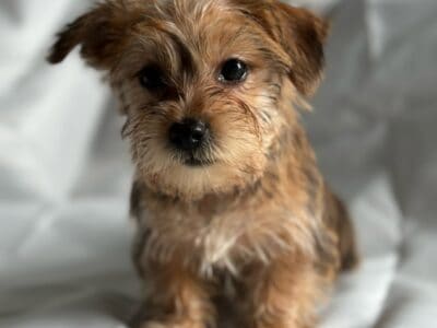 Morkie Puppies Ready Now!