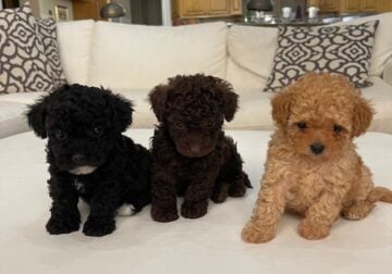 Beautiful brown male toy poodle