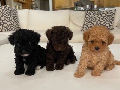 Beautiful brown male toy poodle