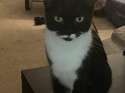 Black and white female kitty looking for new forev