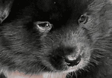 Siberian Husky pups reg