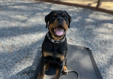 Loving rottie looking for furever home