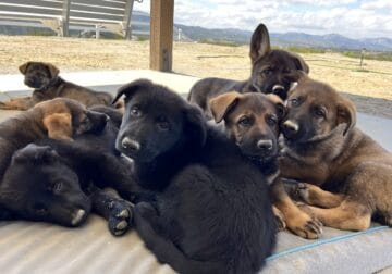 AKC German Shepherd Puppies (Working Line)