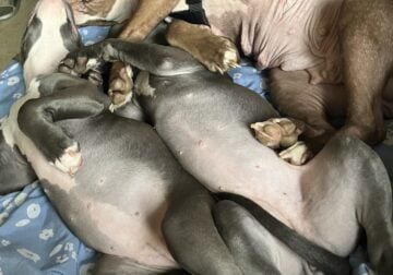 New puppies June 1st full blooded pits