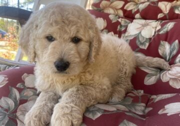 Goldendoodle Puppies for sale!