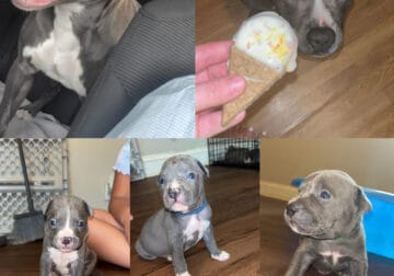 Full Blooded Blue Nose Pitbull Pups