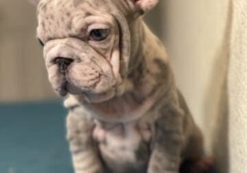 Big Rope French Bulldogs available