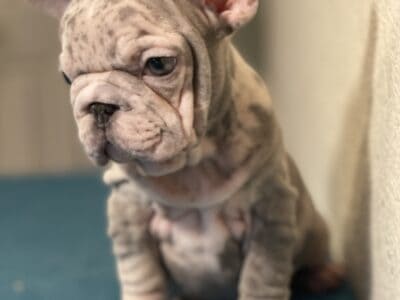 Big Rope French Bulldogs available
