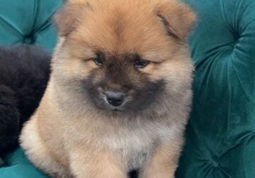 Male chow chow ready for a new home
