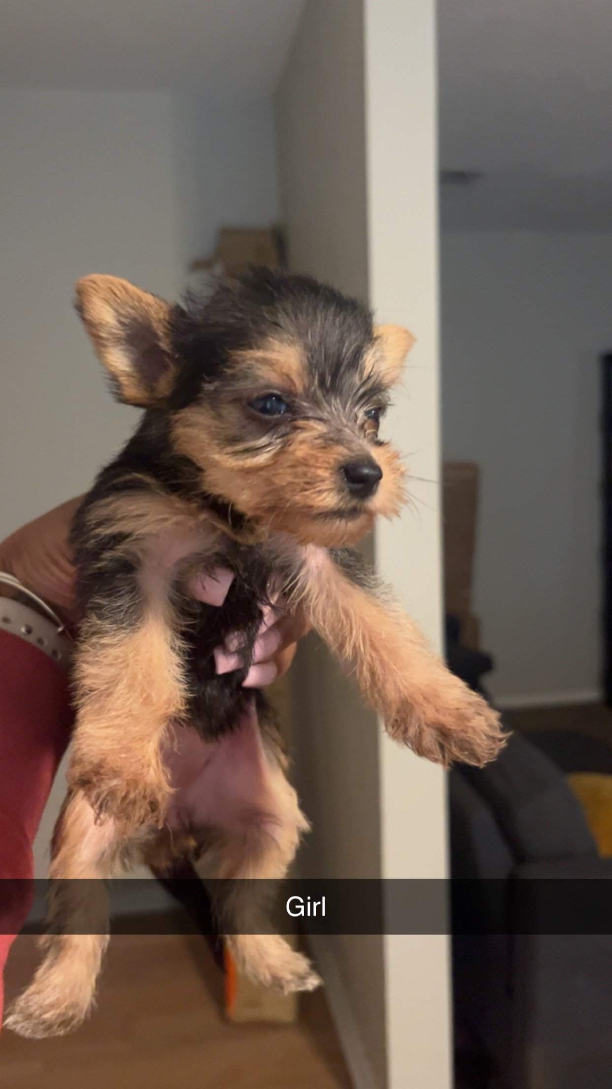 YorkiePom Puppies For Sale! | PetClassifieds.com