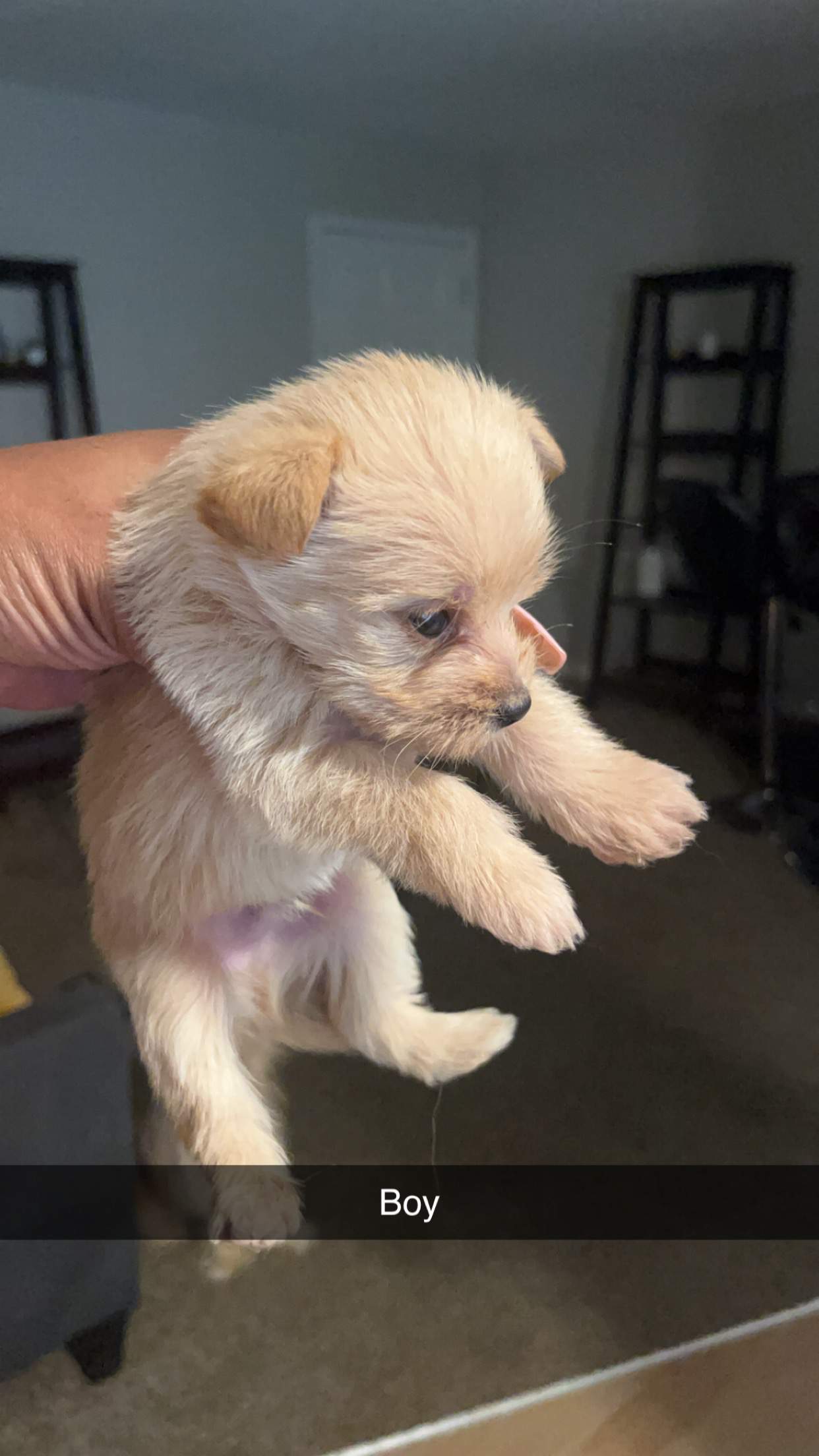 YorkiePom Puppies For Sale! | PetClassifieds.com