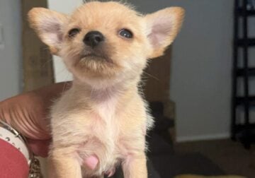 YorkiePom Puppies For Sale!