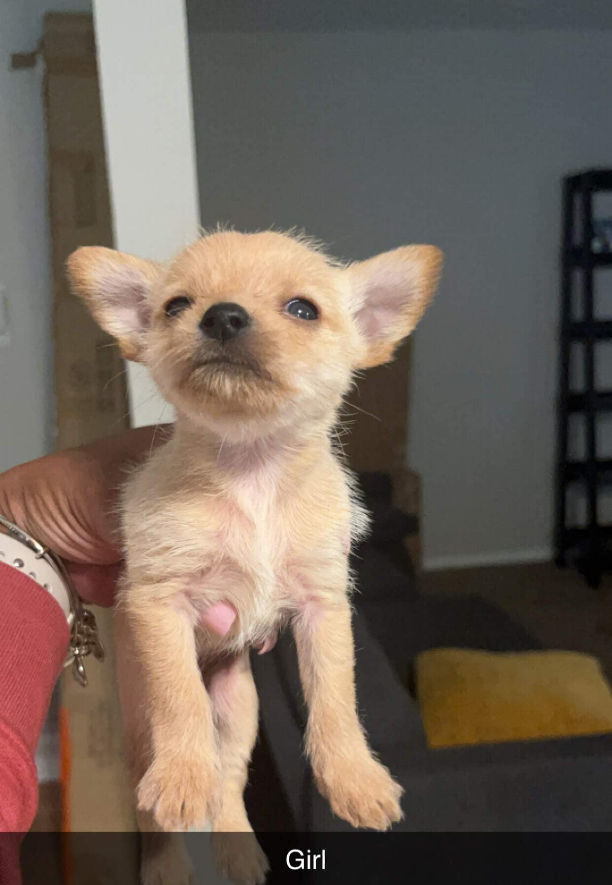 YorkiePom Puppies For Sale! | PetClassifieds.com