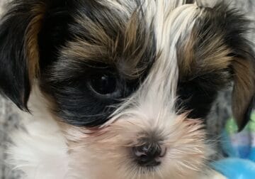 AKC Parti Yorkie male puppies for sale