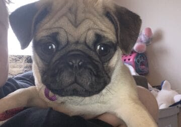Fawn male pug for sale