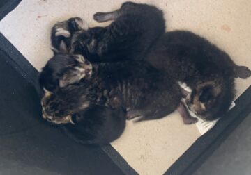 Kittens for Sale