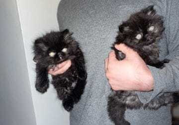 Dark Chocolate Longhair Persian Kittens