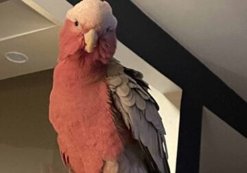 Rose Breast Cockatoo