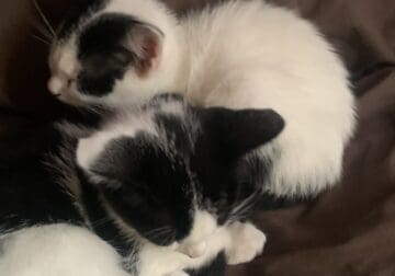 Black and white kittens 2