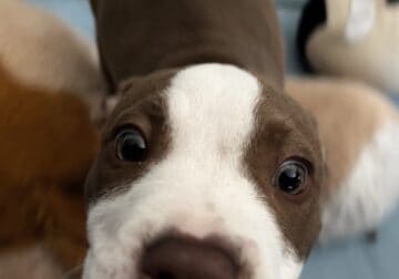 Tan Pitbull Blue Eyed Puppy