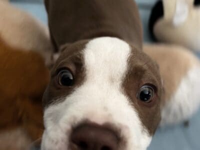 Tan Pitbull Blue Eyed Puppy