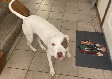 Free American pitbull terrier to good home