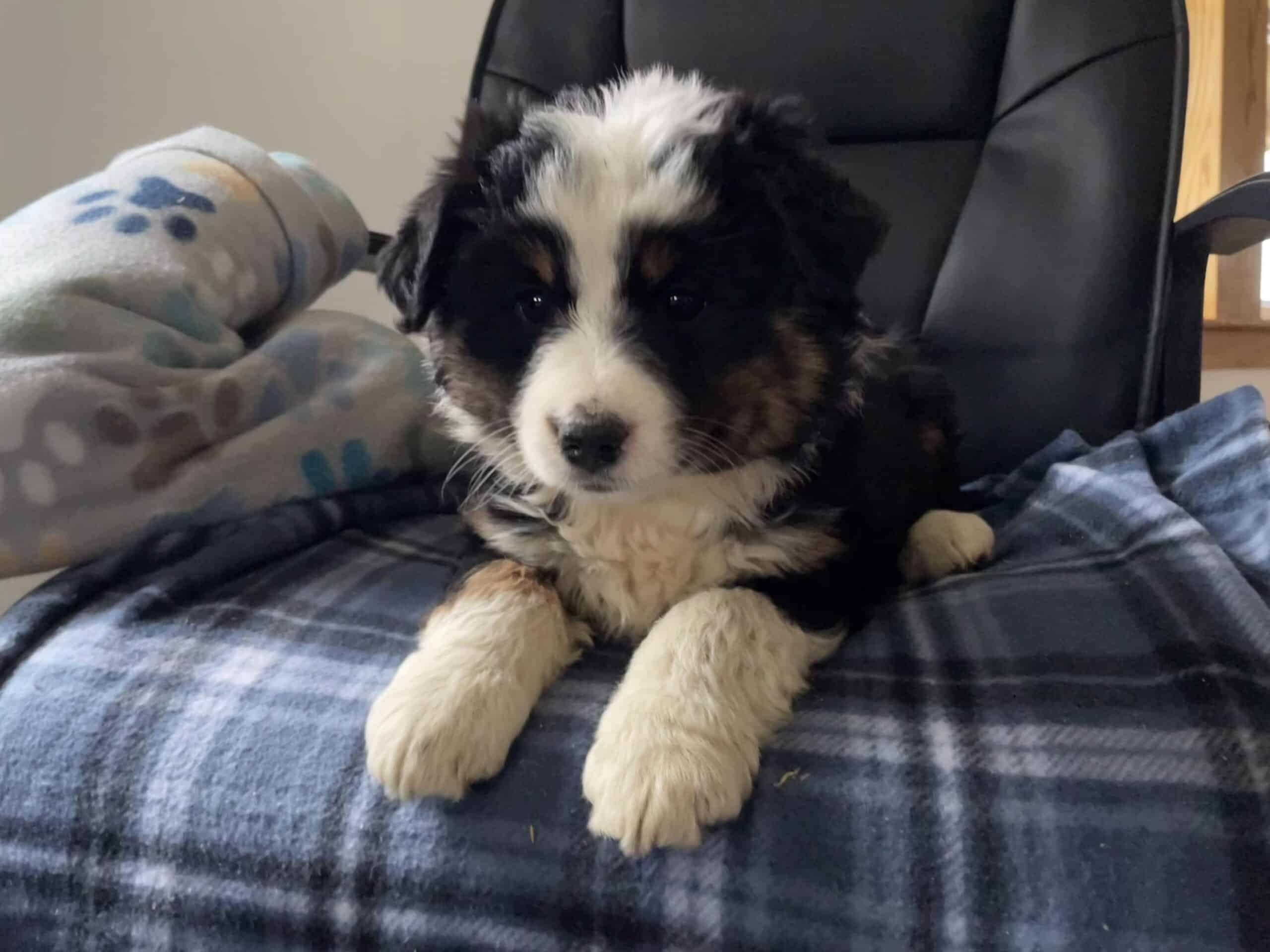 Aussie Pups – Central MN Pickup Only PRICE DROP