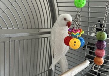 I am Selling a friendly and sweet white parrot 2 y
