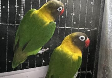 Breeding pair of Black Mask Lovebirds