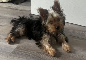 Yorkshire Terrier ready to join your family