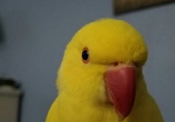 Baby blue and yellow Indian Ringneck for adoption