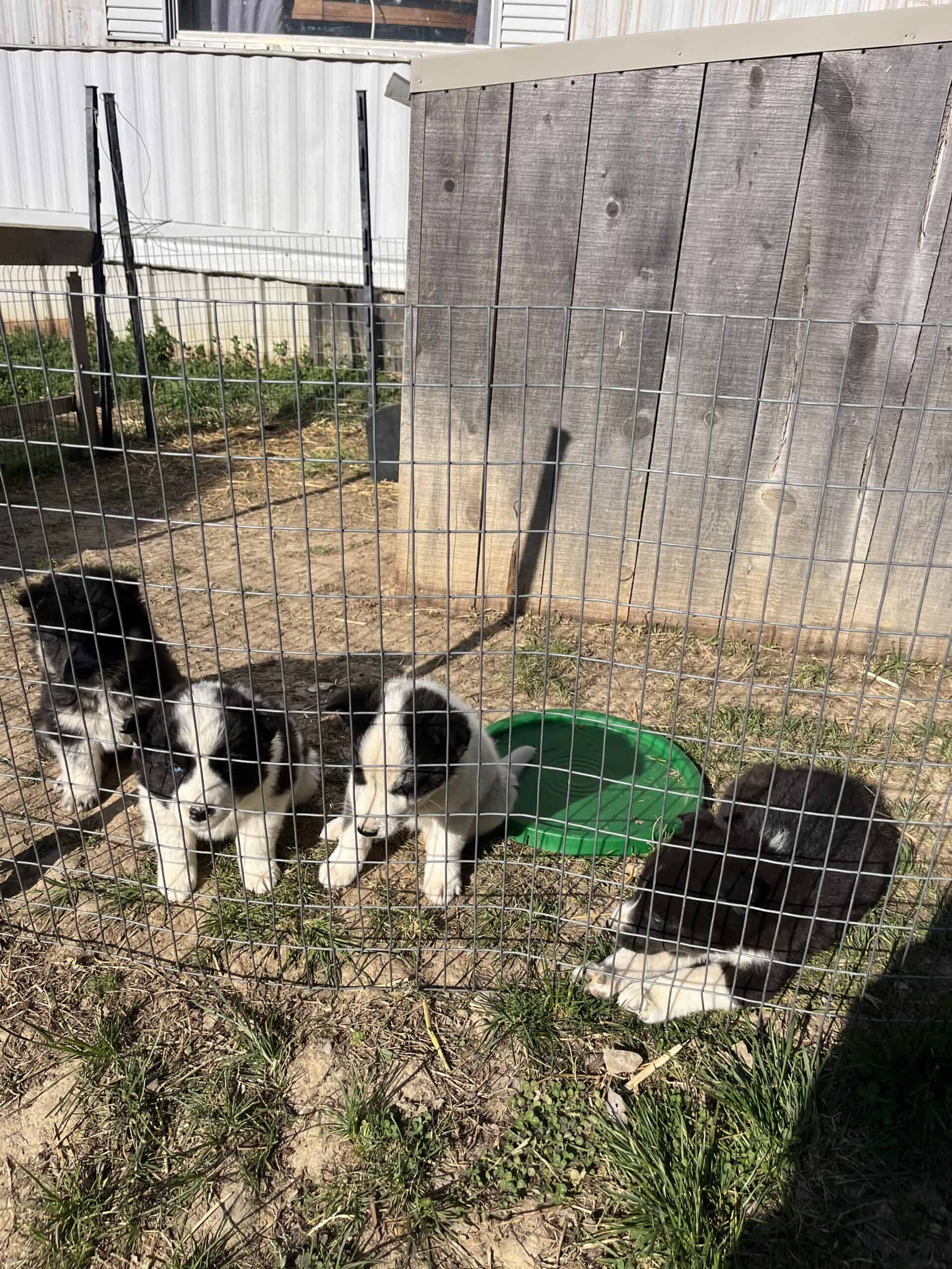 Border Collie/Siberian Husky Puppies