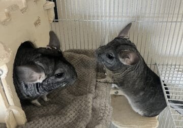 2 Chinchilla sisters with cage