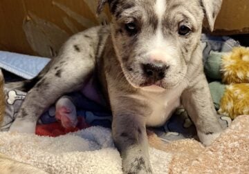 Pitsky Puppy-Rare Merle Coat – Ready for Rehoming