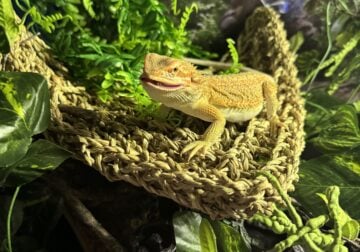 Bearded dragon with enclosure and all accessories