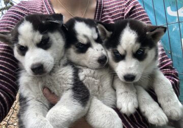 Puppies – Siberian Huskies